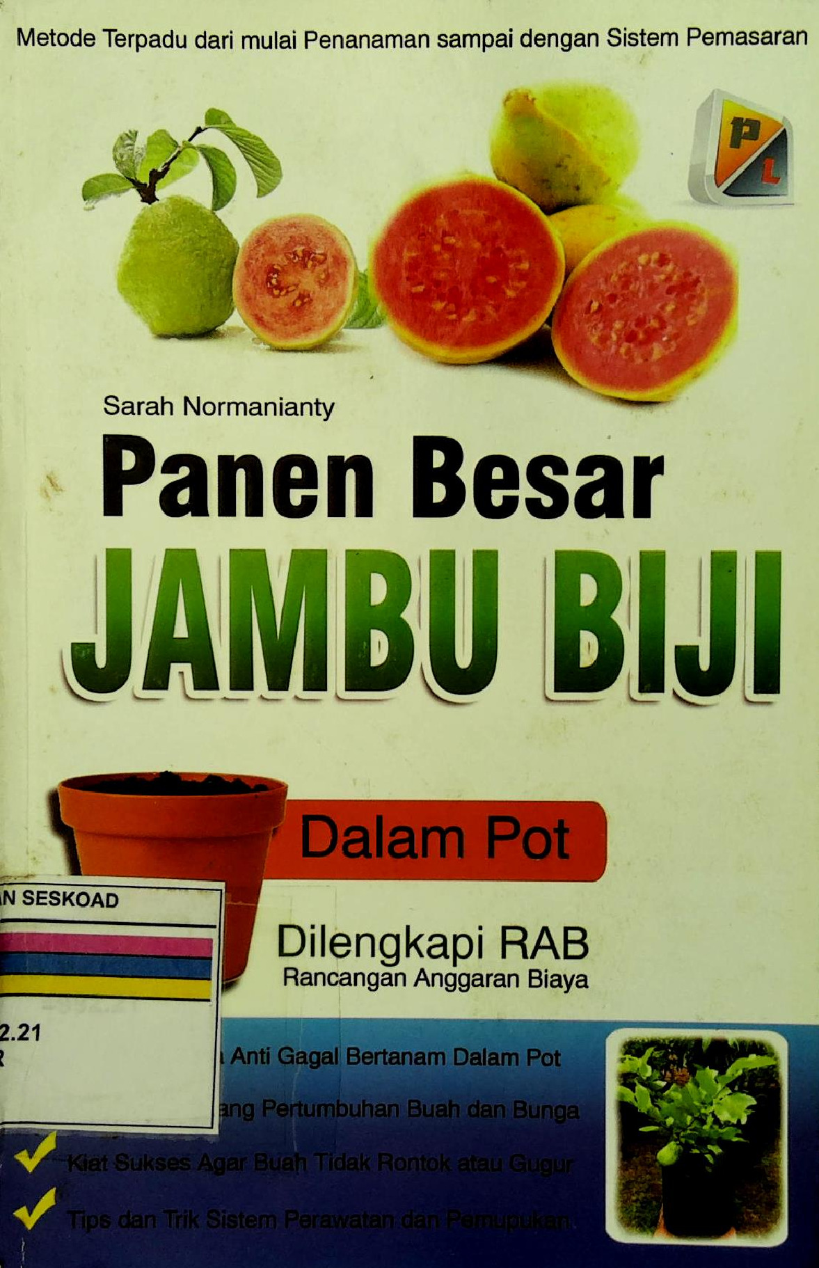 Panen Besar Jambu Biji Dalam Pot